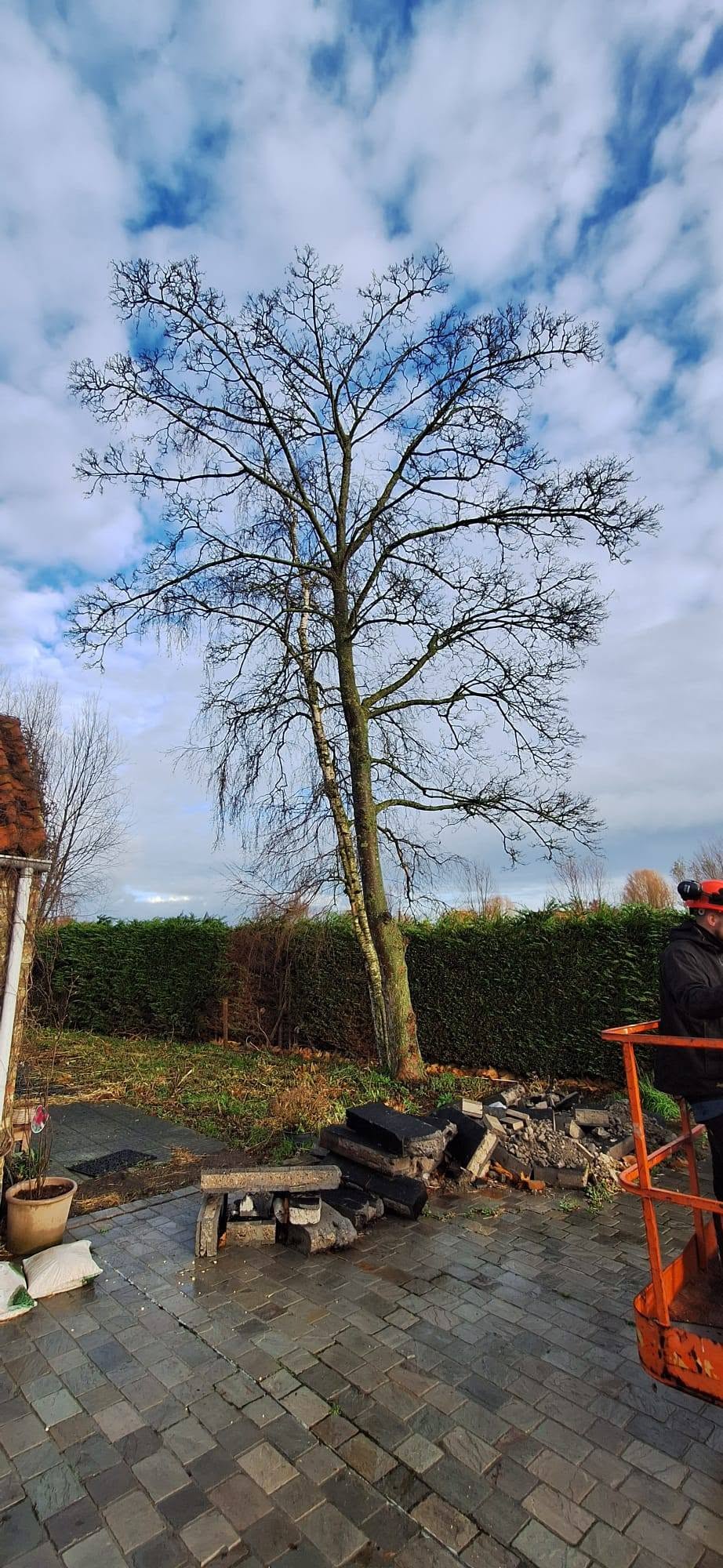 Boom voor de werken