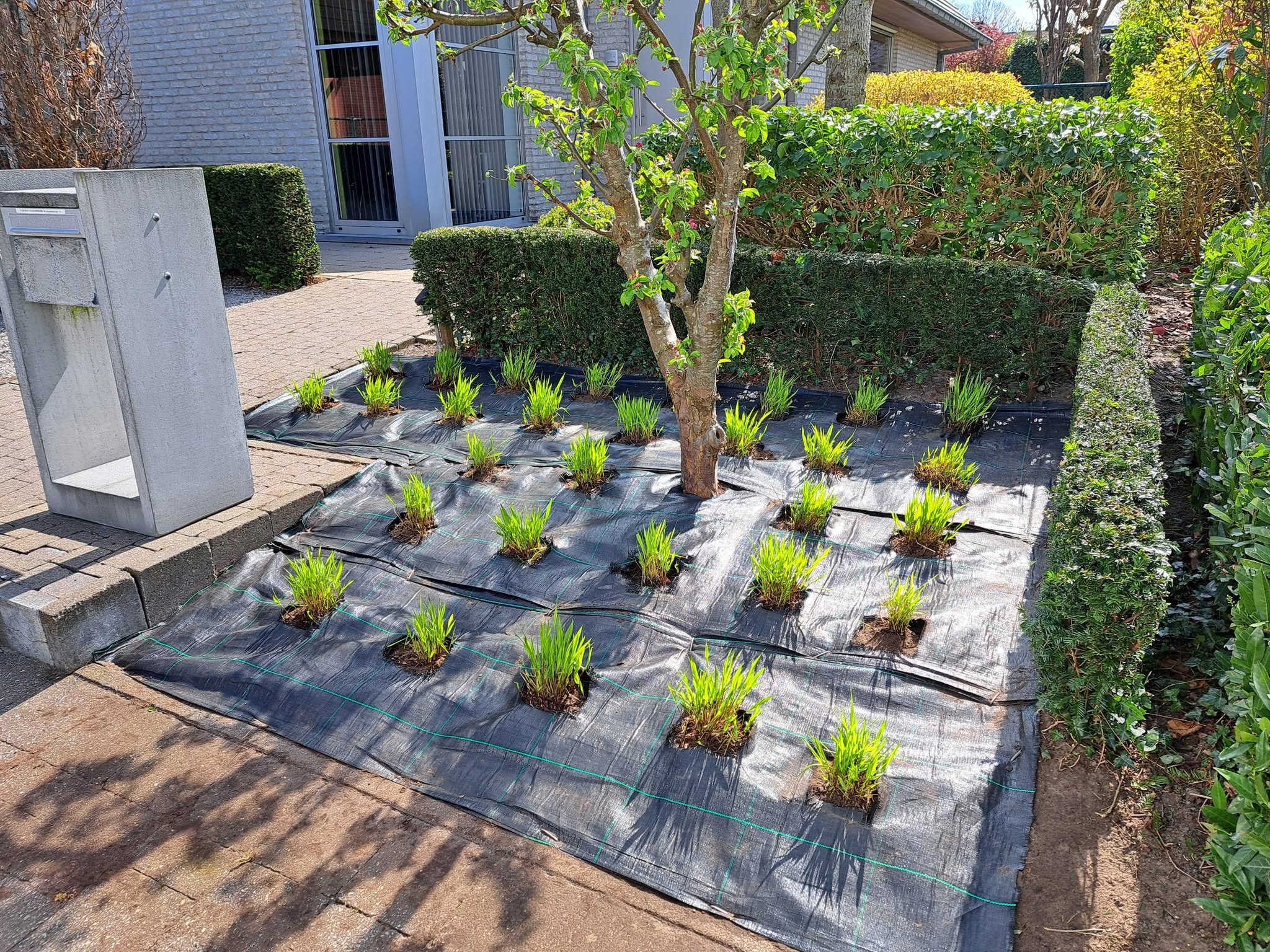 Nieuwe beplanting uitgezet